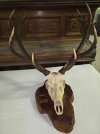 Hertengewei groot, 13-ender, op houten schijf, Ophalen, Zo goed als nieuw