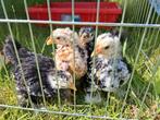 Cochin haantjes, Dieren en Toebehoren, Pluimvee