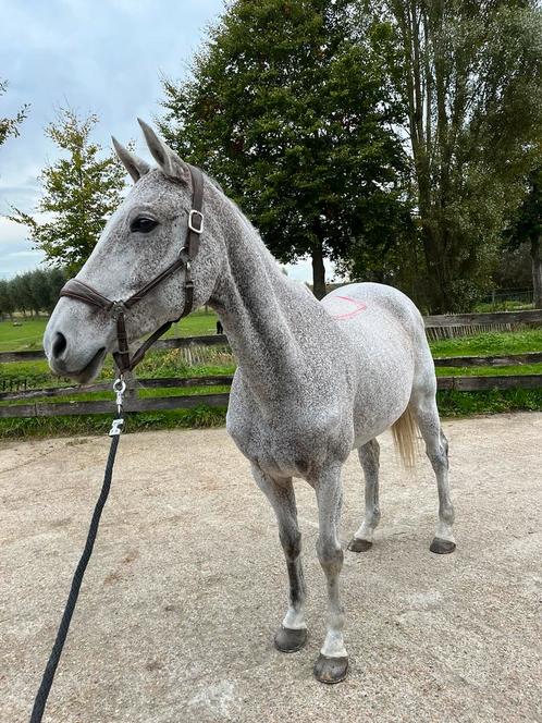 Scheren van paarden, Animaux & Accessoires, Chevaux