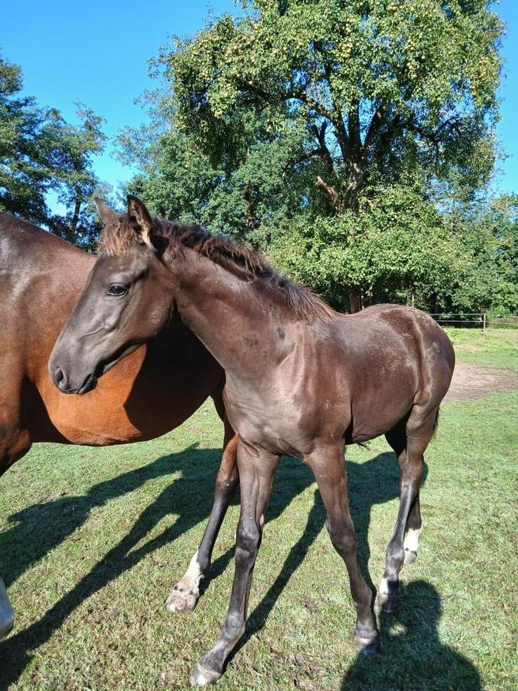 Zwart hengstveulen uit topstam, Dieren en Toebehoren, Paarden, Hengst, 0 tot 2 jaar, Dressuurpaard, Met stamboom, Ontwormd, Ingeënt