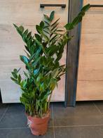 Zamioculcas, Huis en Inrichting, Ophalen, Overige soorten, Halfschaduw, Minder dan 100 cm