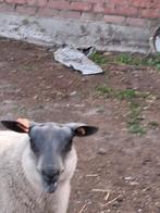 bleu du maine, Dieren en Toebehoren, Schapen, Geiten en Varkens, Mannelijk, Schaap, 0 tot 2 jaar