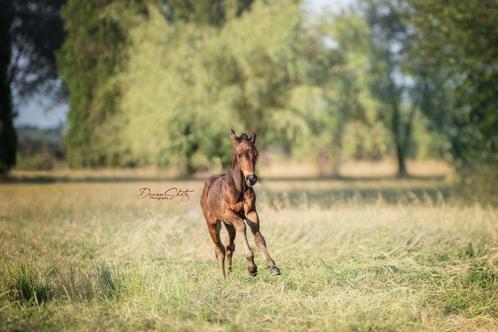 Hengstveulen te koop     Vader (Monzon sitte), Animaux & Accessoires, Chevaux, Étalon