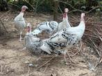 Ronquières kalkoenen, Dieren en Toebehoren, Pluimvee, Meerdere dieren, Kalkoen