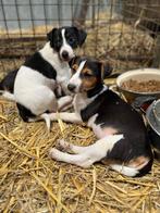 Jack Russell pups, Dieren en Toebehoren, Honden | Jack Russells en Terriërs, CDV (hondenziekte), Meerdere, Meerdere dieren, België