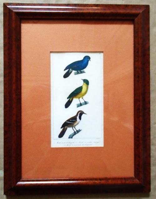 Gravure du début XIXème siècle de 3 merles exotiques - 1828, Animaux & Accessoires, Oiseaux | Perruches & Perroquets, Sexe inconnu