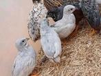 Cailles de chine mâle, Dieren en Toebehoren, Pluimvee, Meerdere dieren, Overige soorten