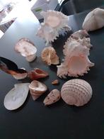 Schelpen reuze, Collections, Minéraux & Fossiles, Enlèvement, Coquillage(s)