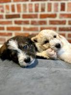 Unieke pups met husky-looks en zachte poedel doodle vacht, Dieren en Toebehoren, Parvo, België, Overige rassen, 8 tot 15 weken