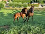 Recreatie-kweekmerrie, Dieren en Toebehoren, Merrie, Springpaard, 160 tot 165 cm, 11 jaar of ouder