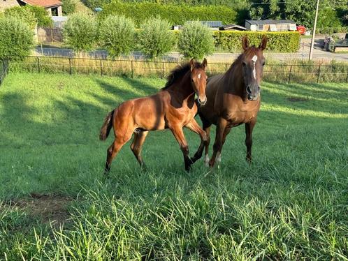 Recreatie-kweekmerrie, Dieren en Toebehoren, Paarden, Merrie, 160 tot 165 cm, 11 jaar of ouder, Springpaard, Met stamboom, Gechipt