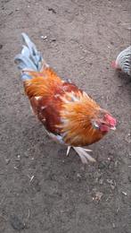 Wyandotte haan, Dieren en Toebehoren, Pluimvee, Mannelijk, Kip