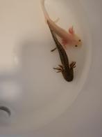 Axolotl, Ophalen