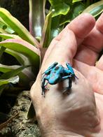 Dendrobates auratus el cope trio, Dieren en Toebehoren