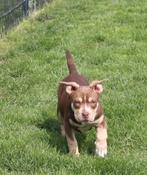 American Bully XL Abkc stamboom nog 2 teefjes, Dieren en Toebehoren, België, Overige rassen, CDV (hondenziekte), 8 tot 15 weken