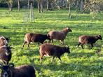 Brebis Soay d'avril 2024, Vrouwelijk, Schaap, 0 tot 2 jaar