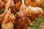 gratis opvang voor kippen in Sint-Niklaas, Dieren en Toebehoren, Ophalen of Verzenden, Nieuw, Overige typen