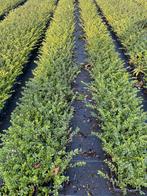 Lonicera pileata, Tuin en Terras, Ophalen of Verzenden, Overige soorten, Haag