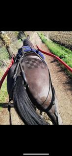 Scheren van paarden en pony’s, Dieren en Toebehoren, Ophalen