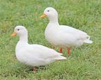CHERCHE canard mignon (caneton), Dieren en Toebehoren, Pluimvee, Eend