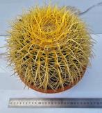 Echinocactus grusonii 20cm., Verzenden, Cactus