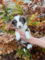 Leuke border collie pups, Dieren en Toebehoren, België, CDV (hondenziekte), 8 tot 15 weken, Collie