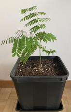 Delonix Regia – De Flamboyante Vlamboom (jonge boompjes), Ophalen, In pot