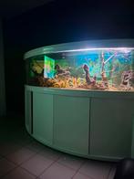 Aquaria, Enlèvement