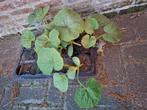 pompoen planten, Ophalen of Verzenden, Eenjarig, Groenteplanten