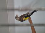 Putter witkop pop gezocht., Dieren en Toebehoren, Geringd