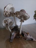 beeld paddestoelen, Ophalen, Gebruikt, Dier