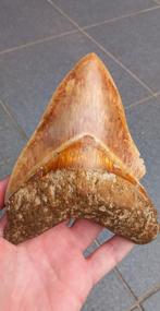 Megalodon haaientand 14,7 cm fossiel, Verzamelen, Ophalen of Verzenden, Fossiel