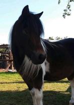 Amerikaans minipaardje merrie, Dieren en Toebehoren, Paarden, Merrie, Ontwormd