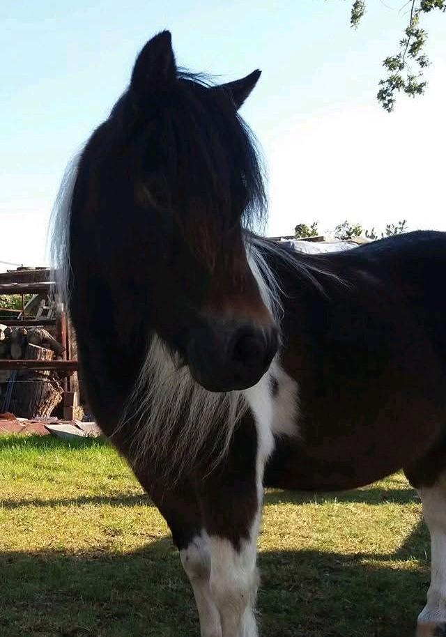 Amerikaans minipaardje merrie, Dieren en Toebehoren, Paarden, Merrie, Ontwormd