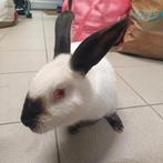 Californianer Rammelaar 50€ RHD 1/2 20-01-2026