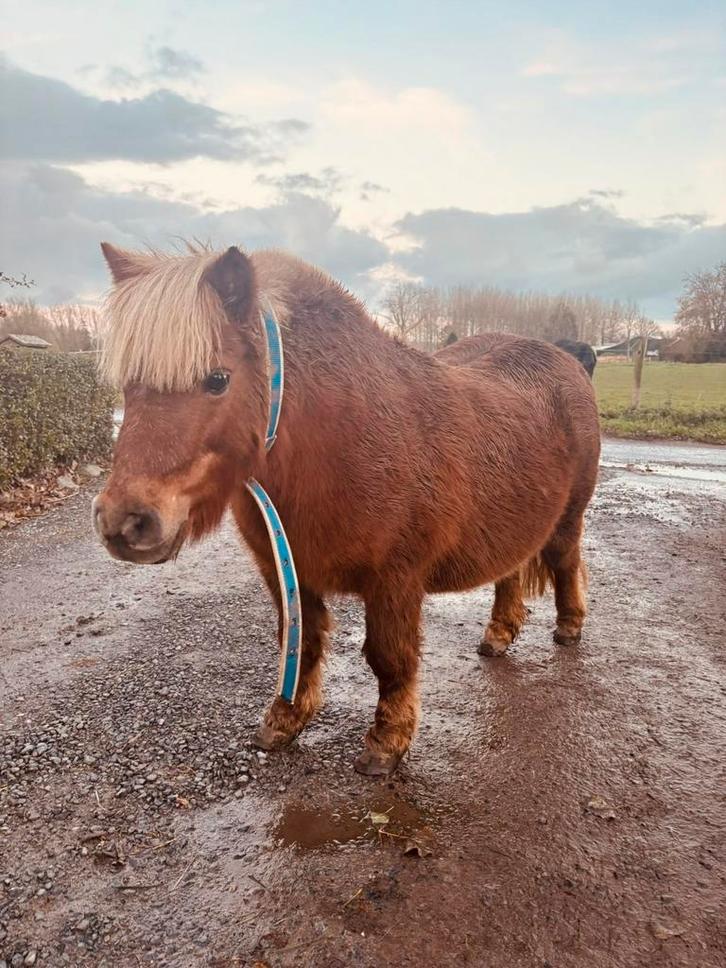 Halve stal aangeboden, Animaux & Accessoires, Poneys