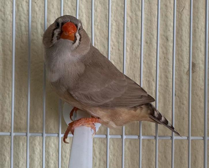 Bruin zebravink popje –split zwartborst, Dieren en Toebehoren, Vogels | Overige Vogels, Vrouwelijk