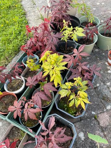 Japanse esdoorn (acer palmatum) - uitzoeken, Tuin en Terras, Planten | Tuinplanten, Ophalen, Vaste plant, Halfschaduw