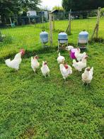 Poule de Bresse, Dieren en Toebehoren, Pluimvee, Meerdere dieren, Kip