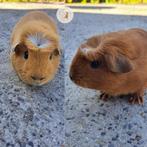 Amerikaans gekruind - Fokkoppel, Cavia, Juli, Meerdere dieren, Tam