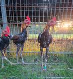Koppeltje modern engelse vechtkrielen, Dieren en Toebehoren