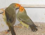 binsen astrildes, Dieren en Toebehoren, Meerdere dieren, Tropenvogel, Geringd