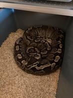 Ball python/Regius Enchi ghi het clown vrouw 1435g, Dieren en Toebehoren