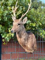 Taxidermie hertenkop, Antiek en Kunst, Ophalen of Verzenden