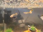Guppys, Animaux & Accessoires, Poissons | Poissons d'aquarium