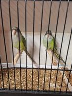 aymara parkiet, Dieren en Toebehoren, Vogels | Parkieten en Papegaaien, Meerdere dieren, Parkiet, Geringd
