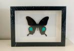 Papilio paris in nieuwe lijst, Verzamelen, Ophalen of Verzenden, Nieuw