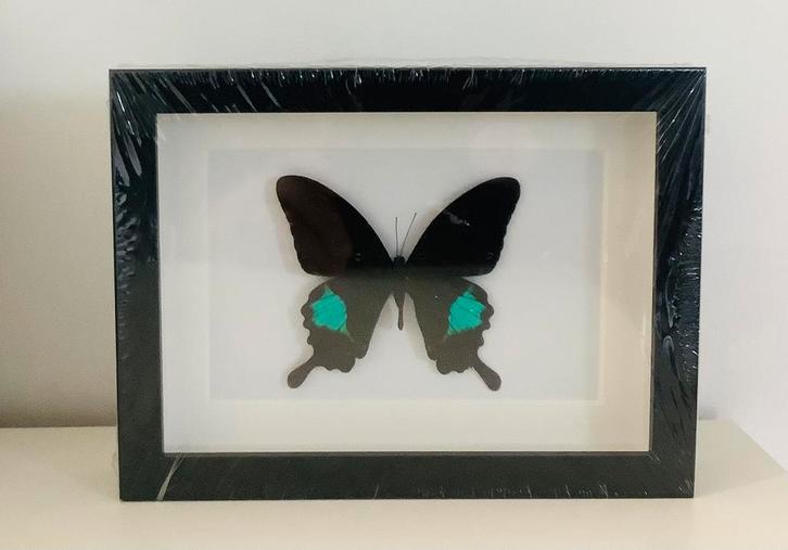 Papilio paris in nieuwe lijst, Verzamelen, Dierenverzamelingen, Nieuw, Ophalen of Verzenden