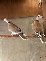 tortel lachduiven, Dieren en Toebehoren, Vogels | Duiven, Meerdere dieren, Tortelduif