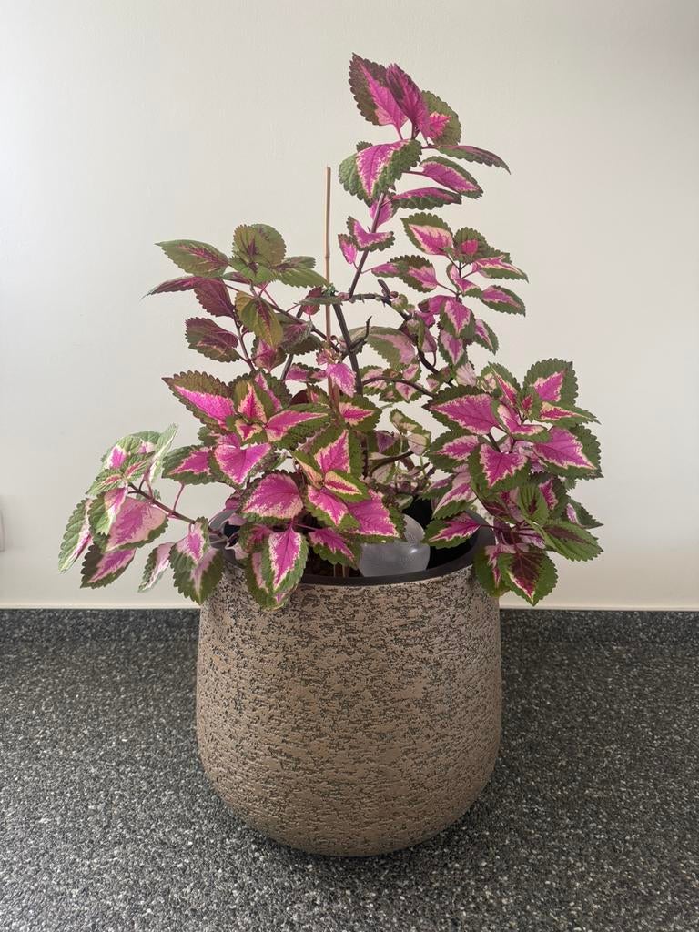 Plant, Ophalen, Zo goed als nieuw